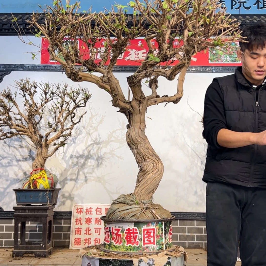 r***6无花朵金银花开花13621112269