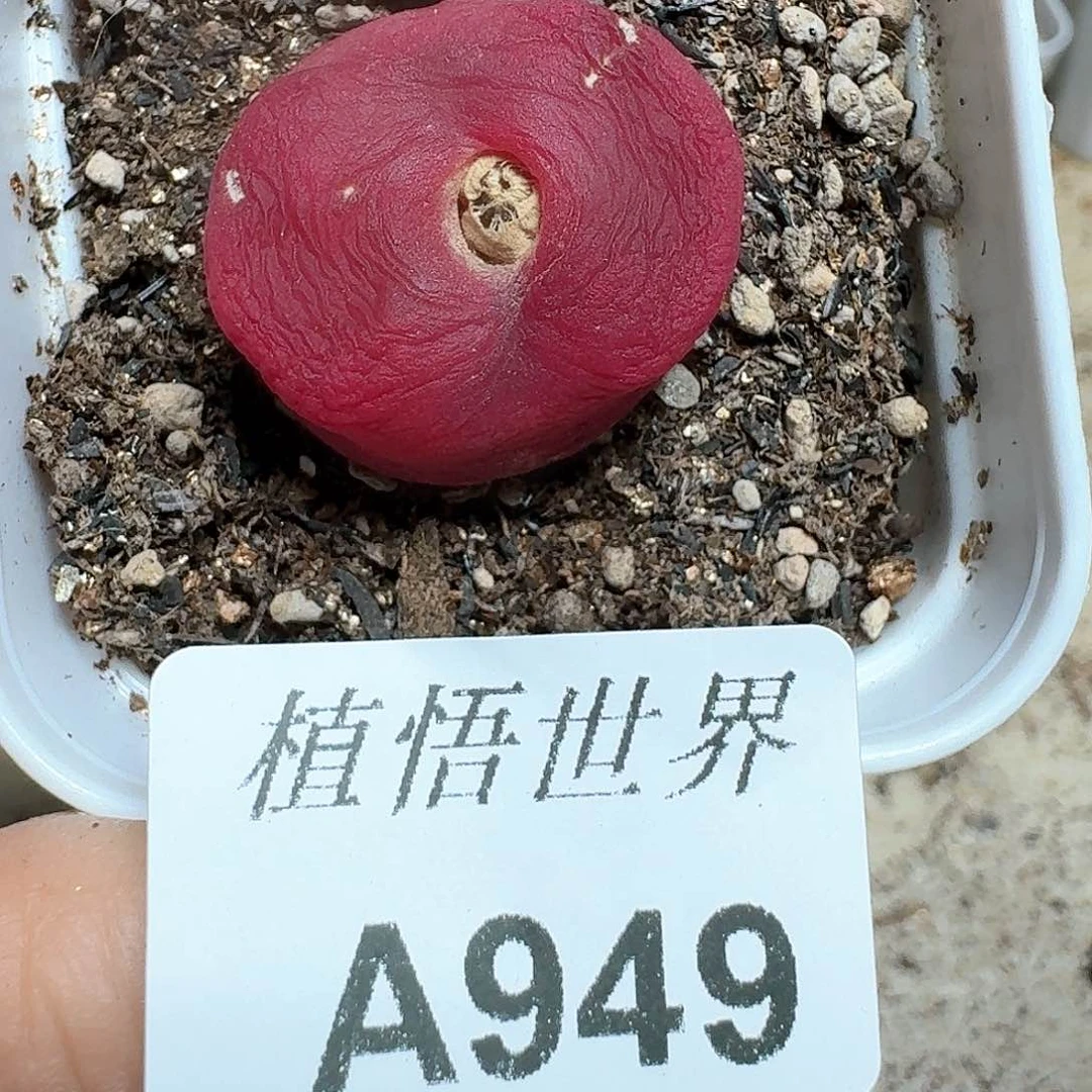 949号多肉植物哇fv