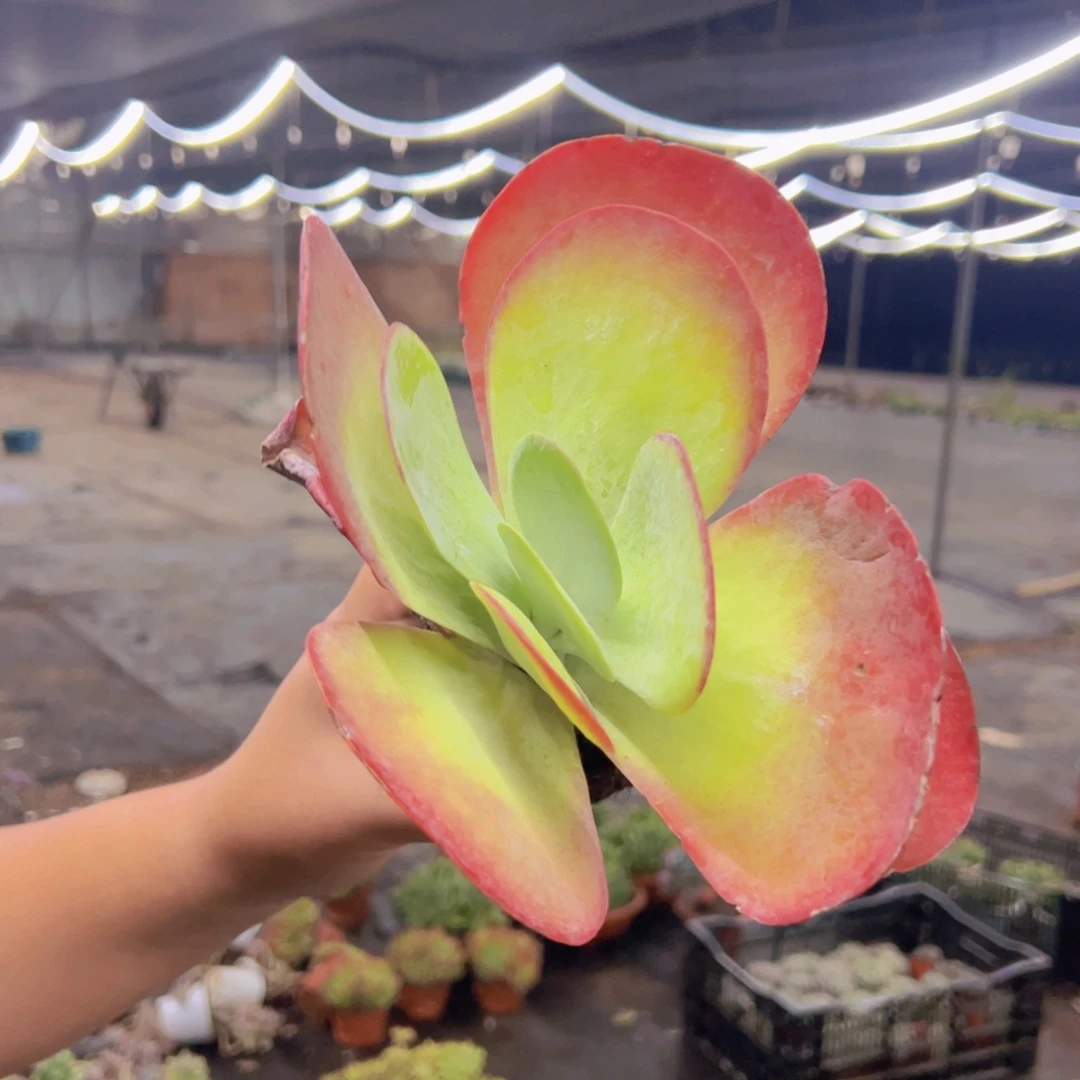 唐印大单头老桩，120杯