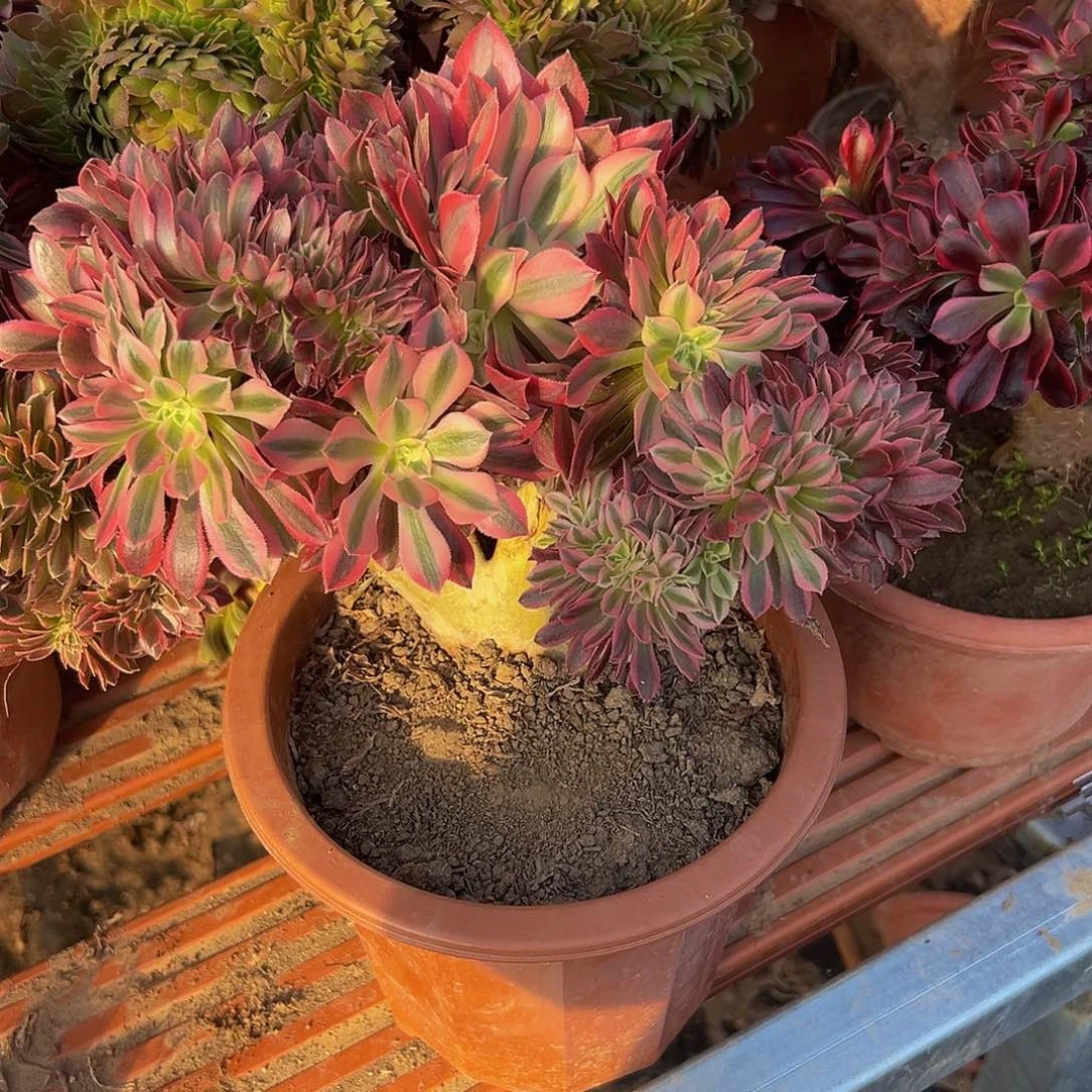 山**水女巫缀化脱土发货