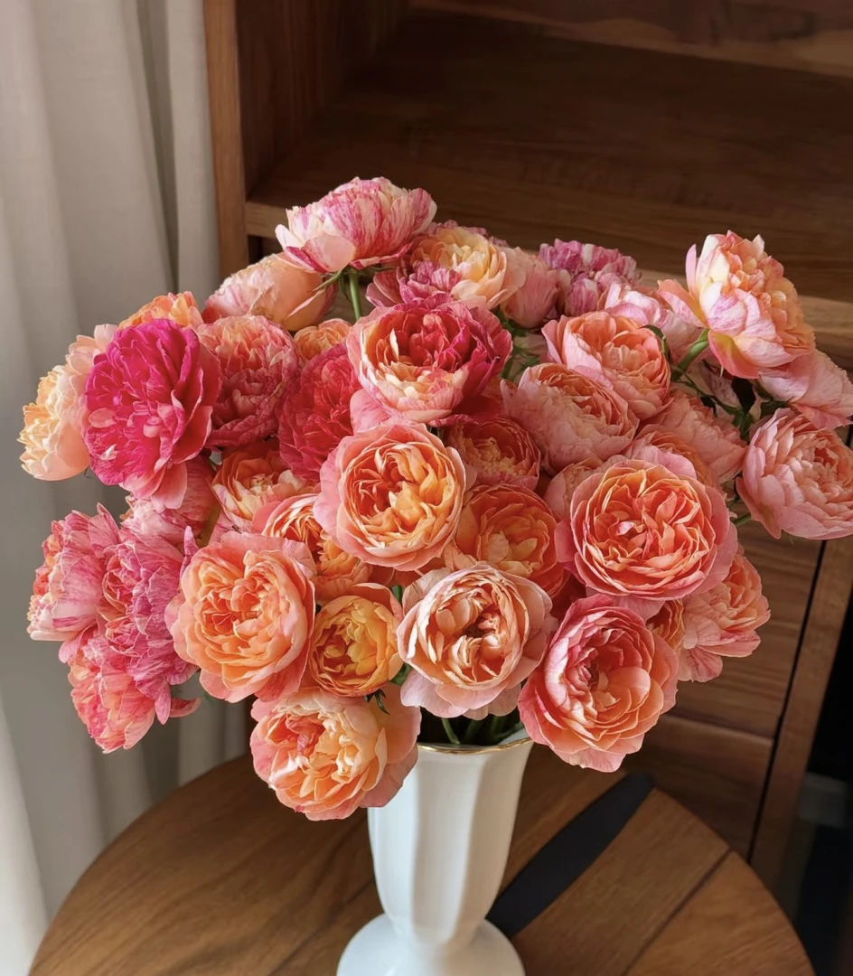 【10枝飞溅阳台多头玫】全场任意两单顺丰包邮，0度以下必拍保温棉！