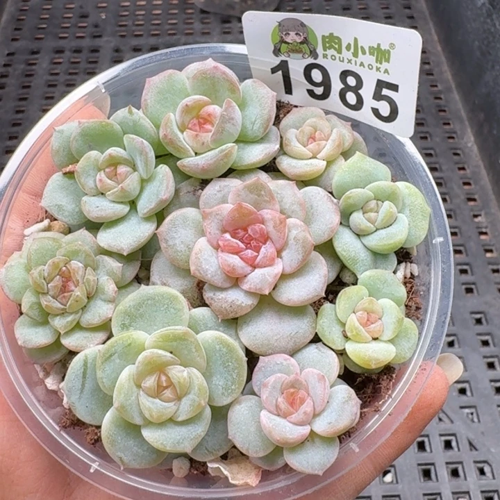 多肉植物多肉植物