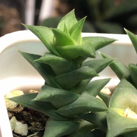 松挲掌侧牙现砍无根哈哈哈哈