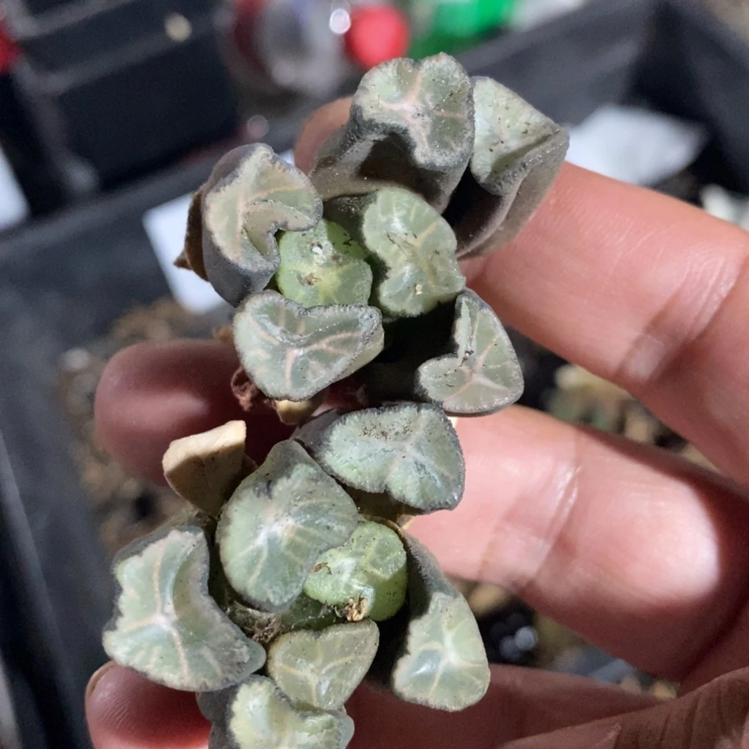 303 一颗实生超美万象