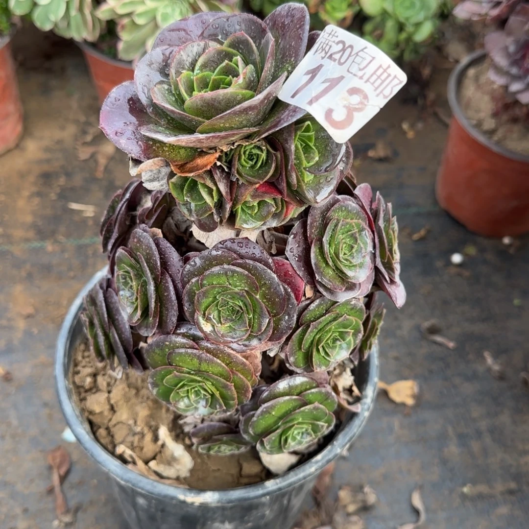 两年厚叶魅金113满20包邮断枝不包