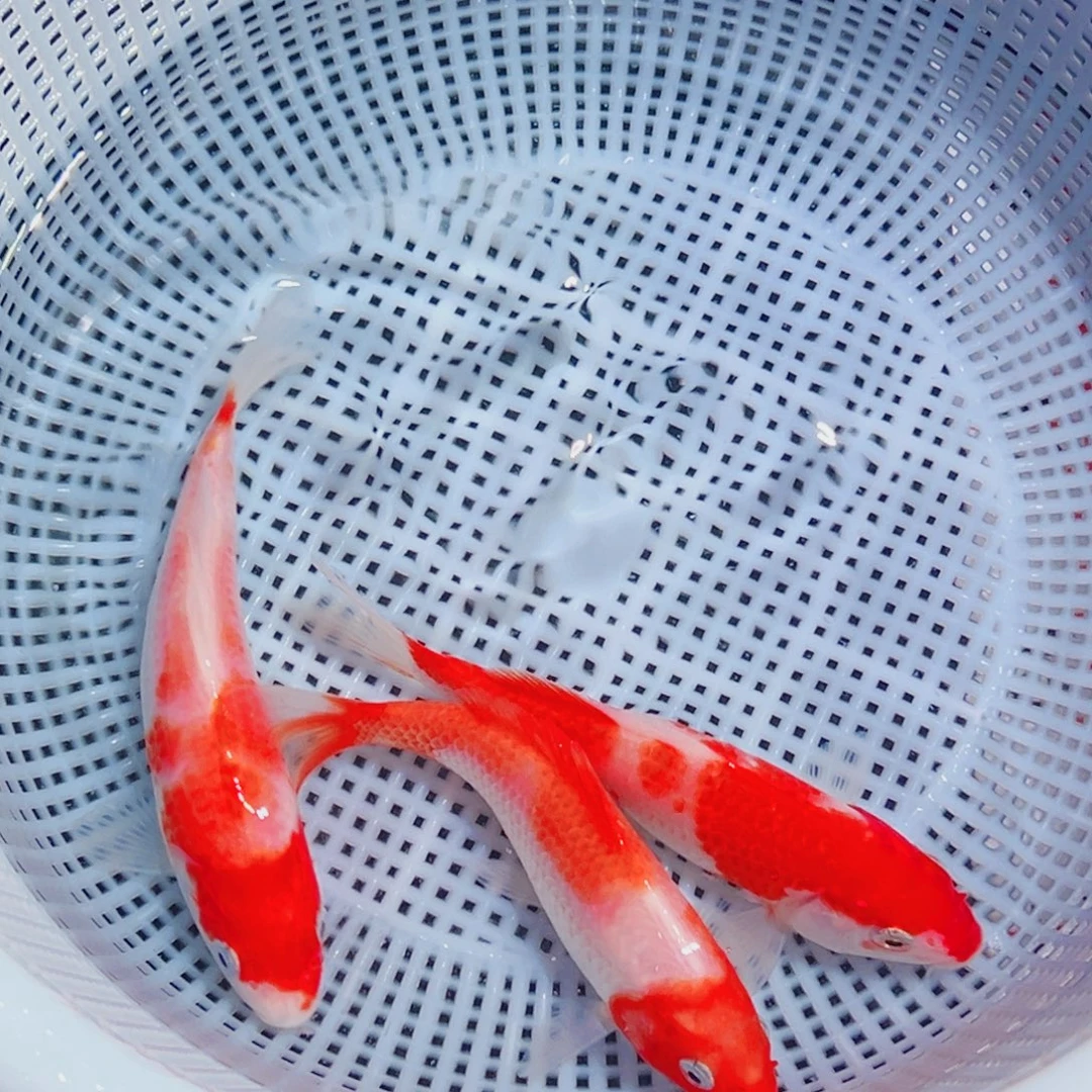 锦鲤锦鲤观赏鱼1111