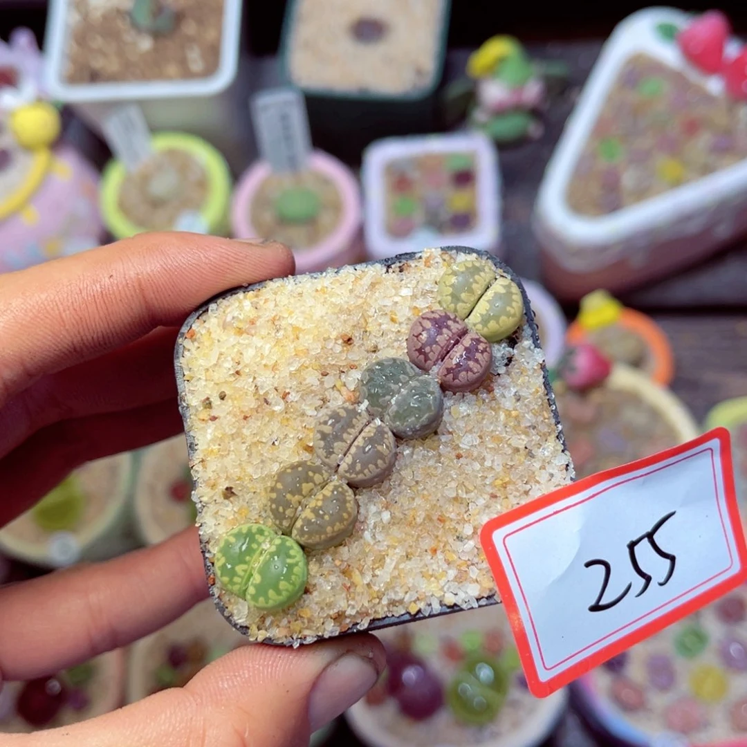 255生石花带盆发