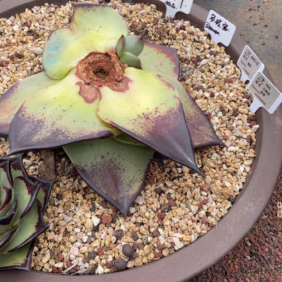 寒****人多肉植物，山人园艺