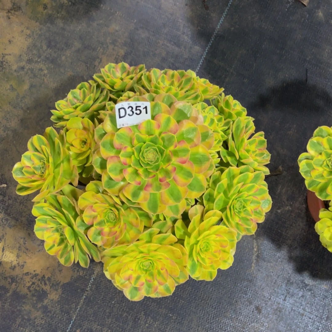 徐***姐35100雨荷可以拍拍