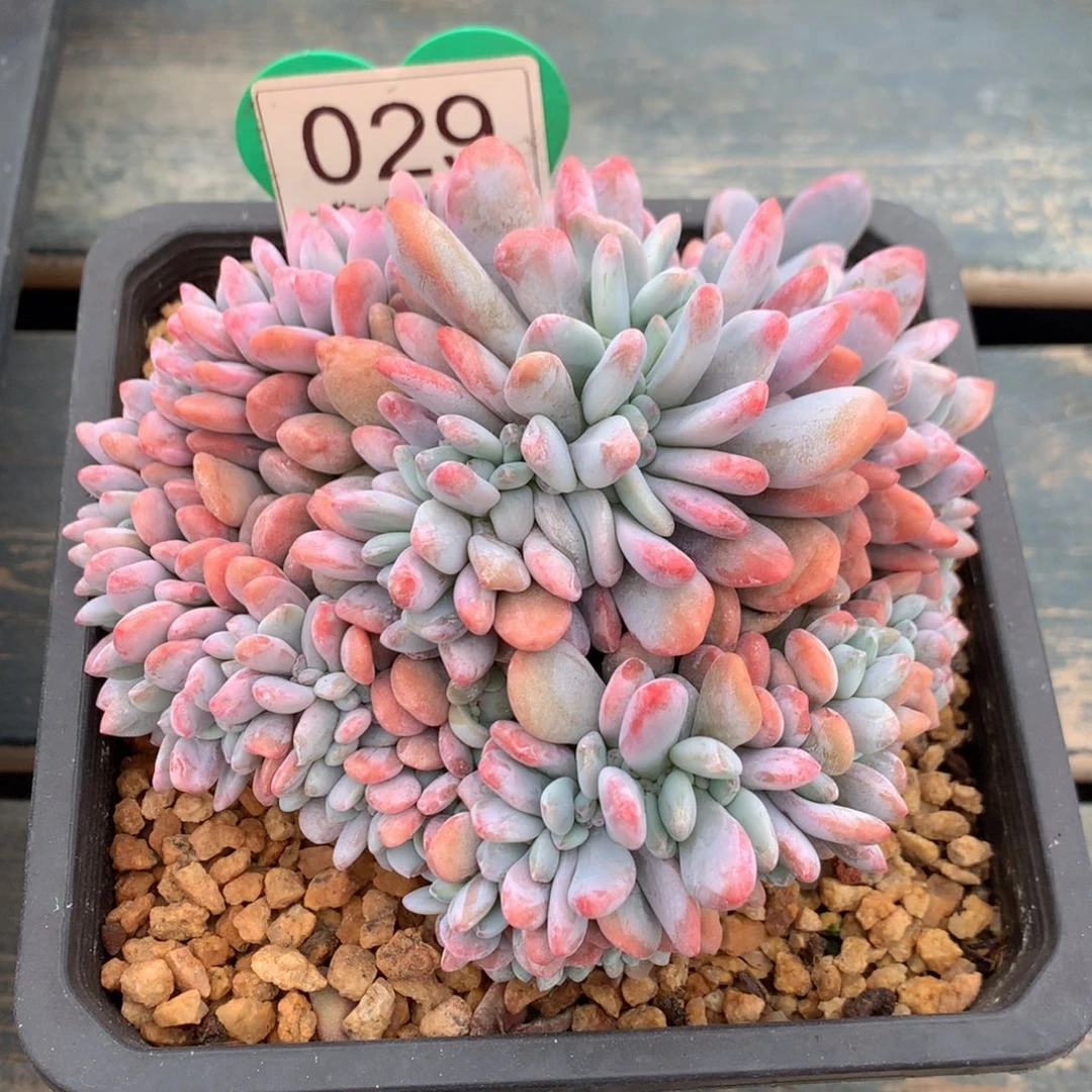 粉兔缀化一物一拍029