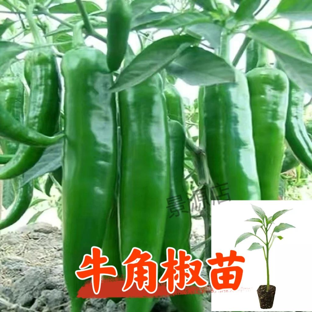 广东牛角椒苗高产辣椒秧苗带土球四季阳台盆栽蔬菜苗新鲜现拔发货
