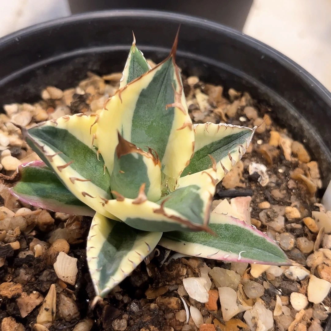 潮流植物优选龅牙苗