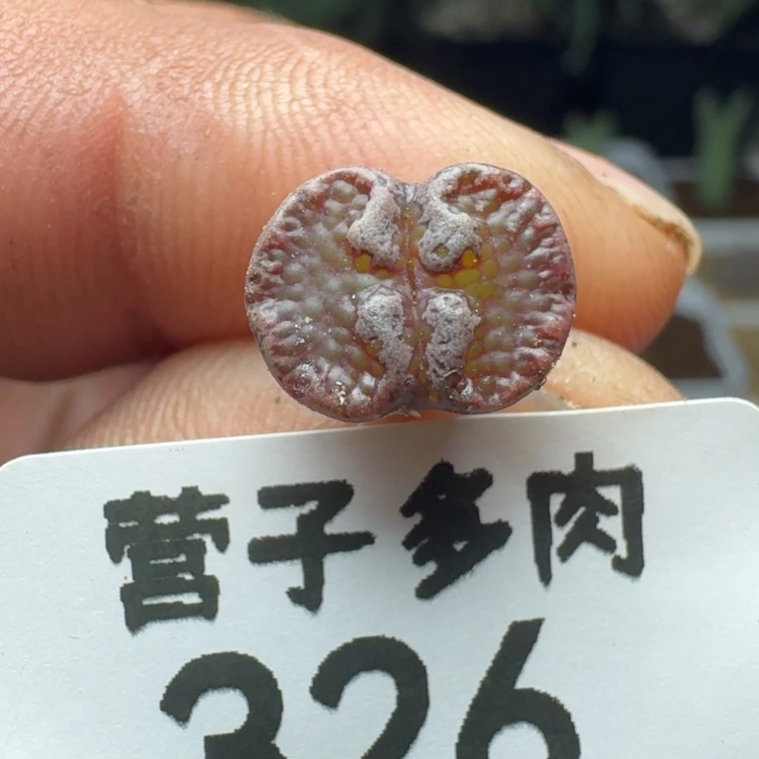 超碟。