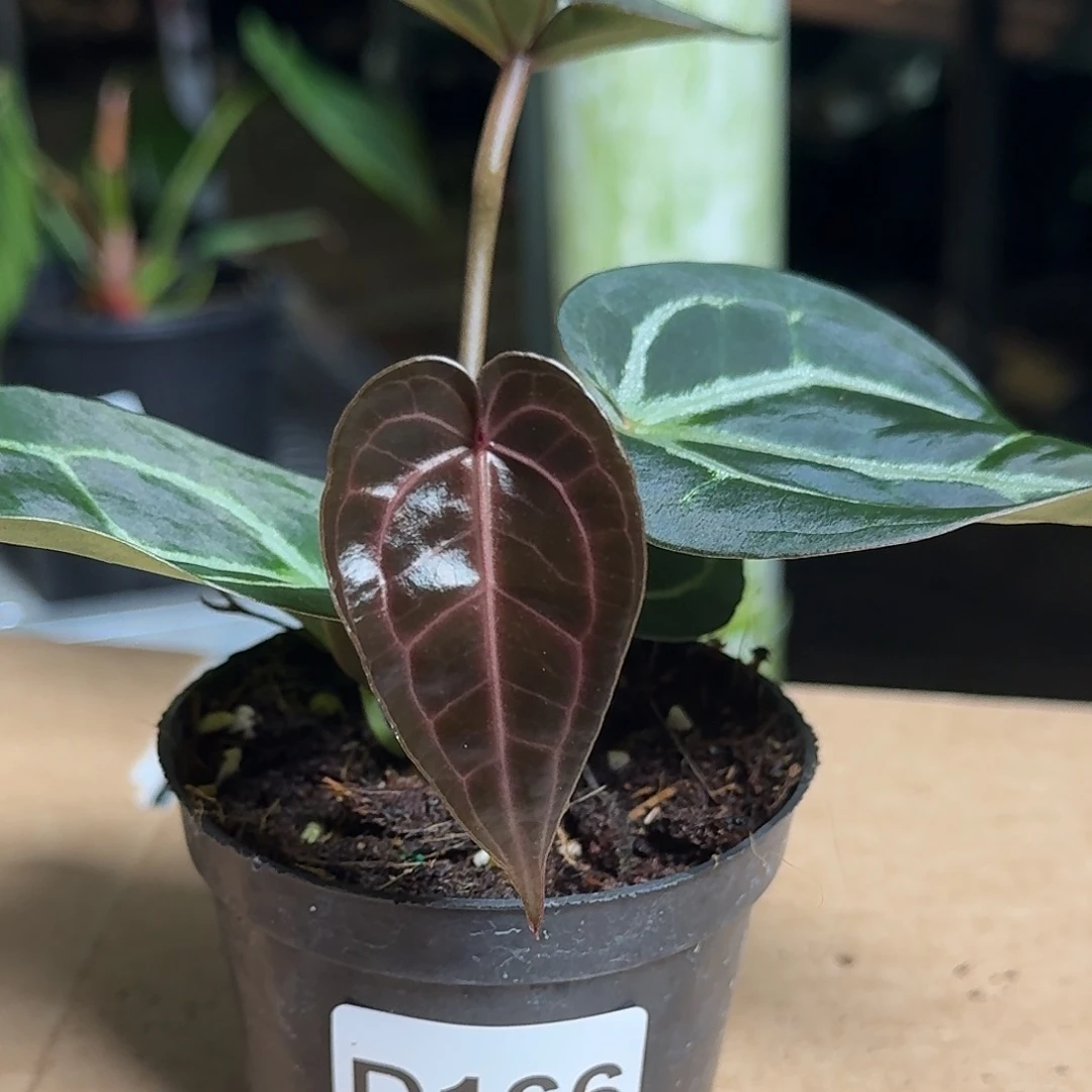 完全开放D166红水晶杂