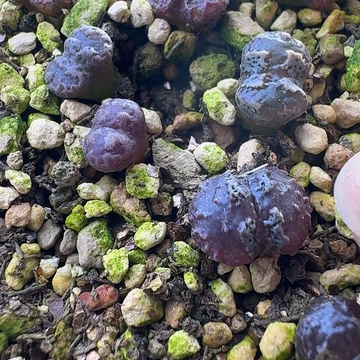 80号单头超蝶一年苗一物一拍0.9