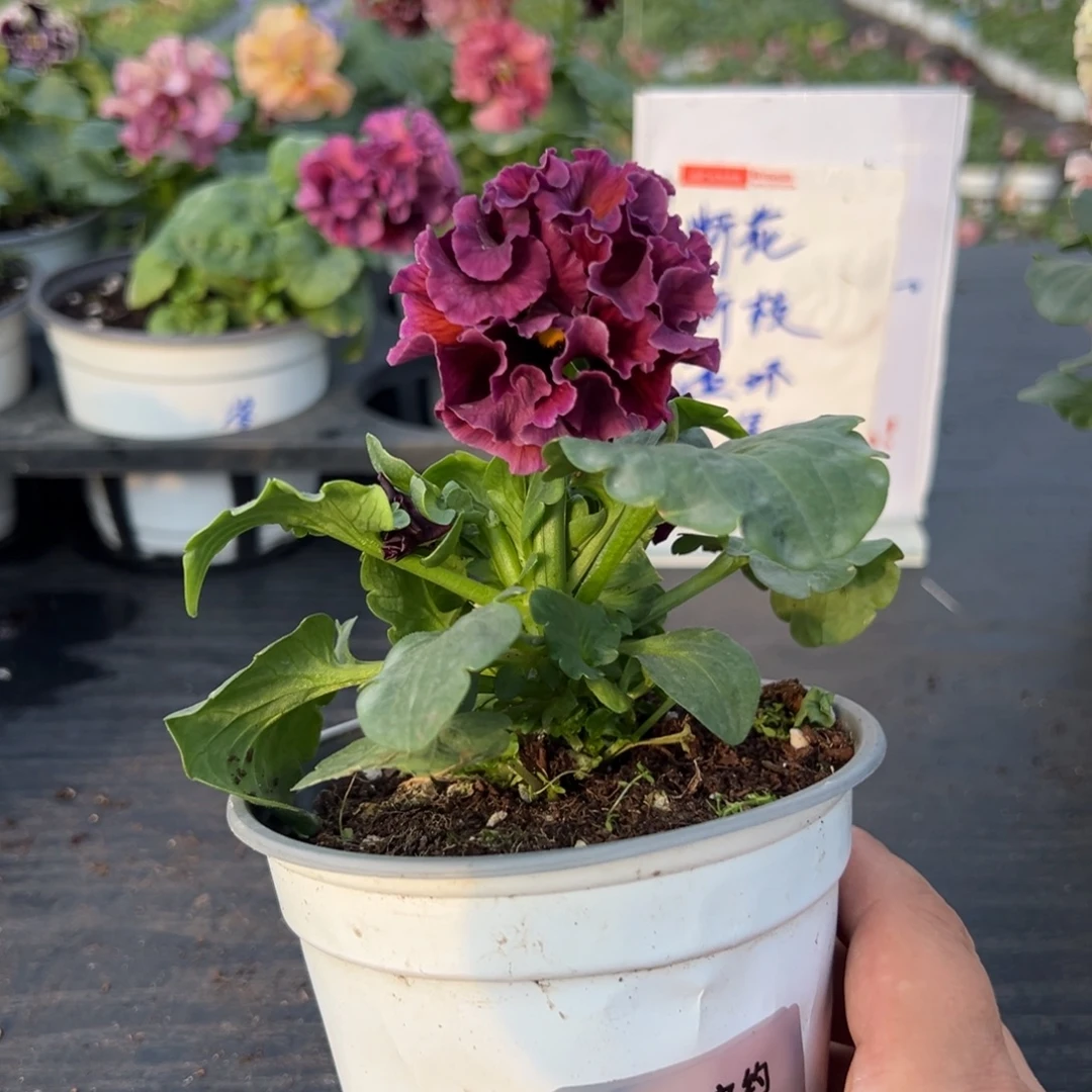 少量花朵（建议范围：2朵-5朵 或40%以下）243号