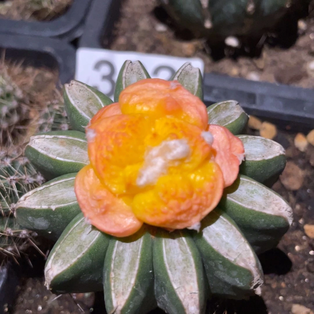 丸犹菜花锦382 仙人球