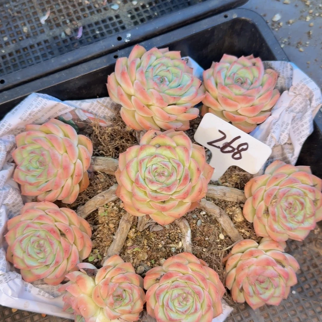 多肉植物的生长发育和