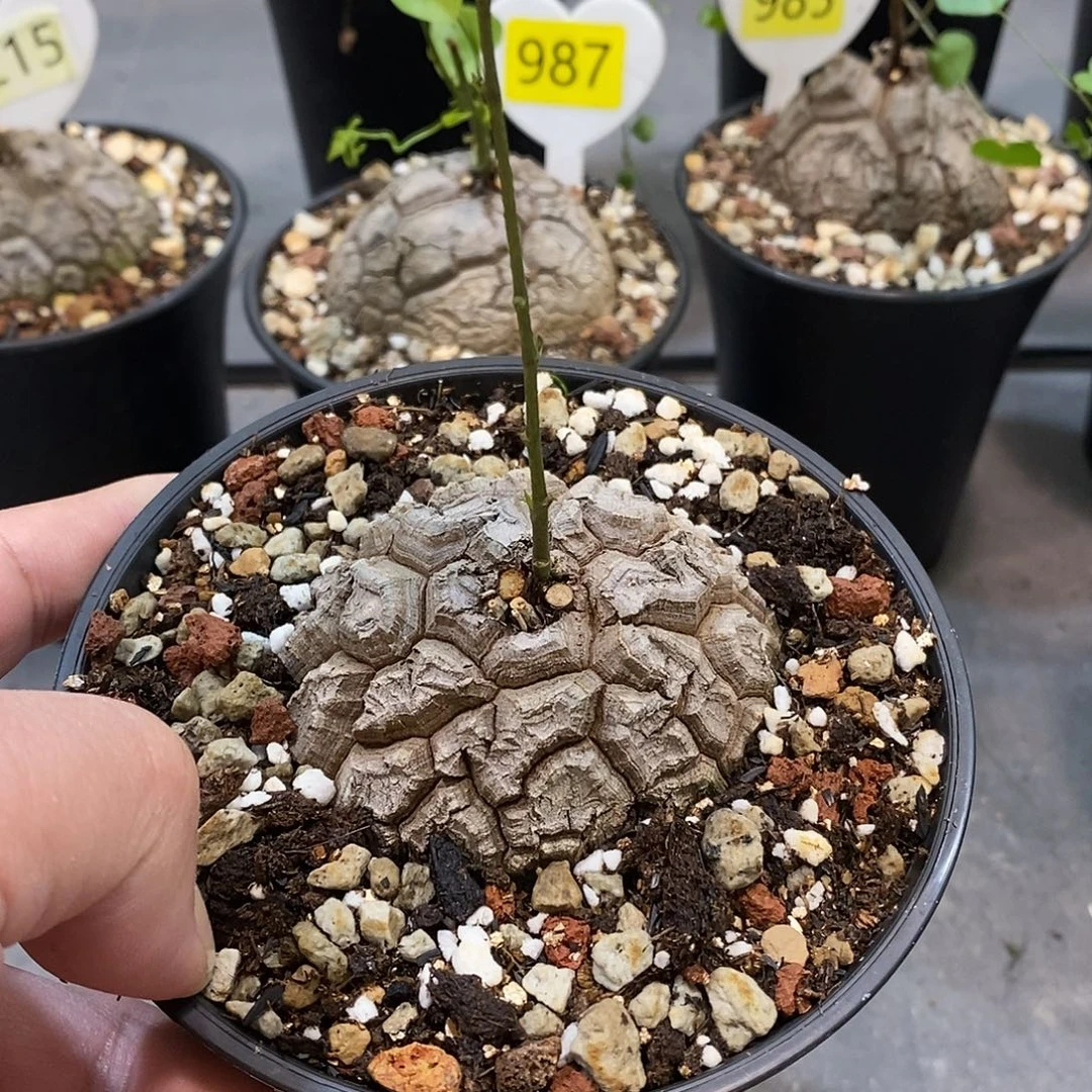 南非龟甲龙龟甲龙