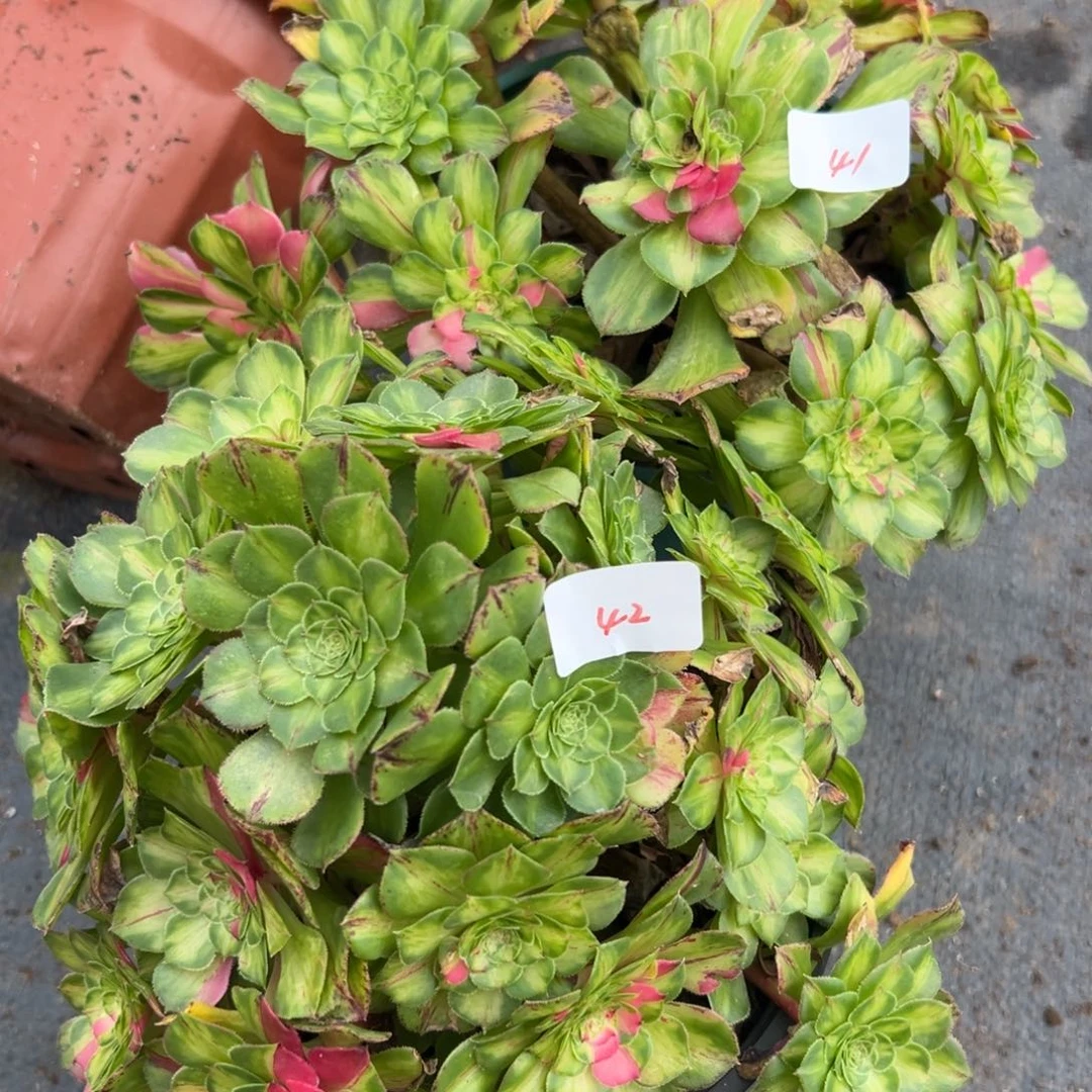 4142知否多肉嘻嘻多肉