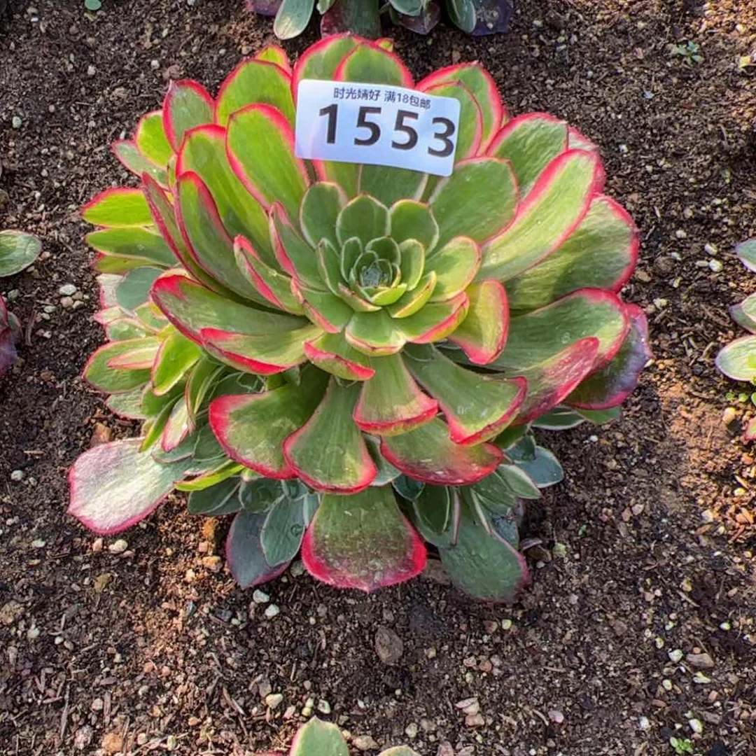 川**棋1553粉花妖多肉植物