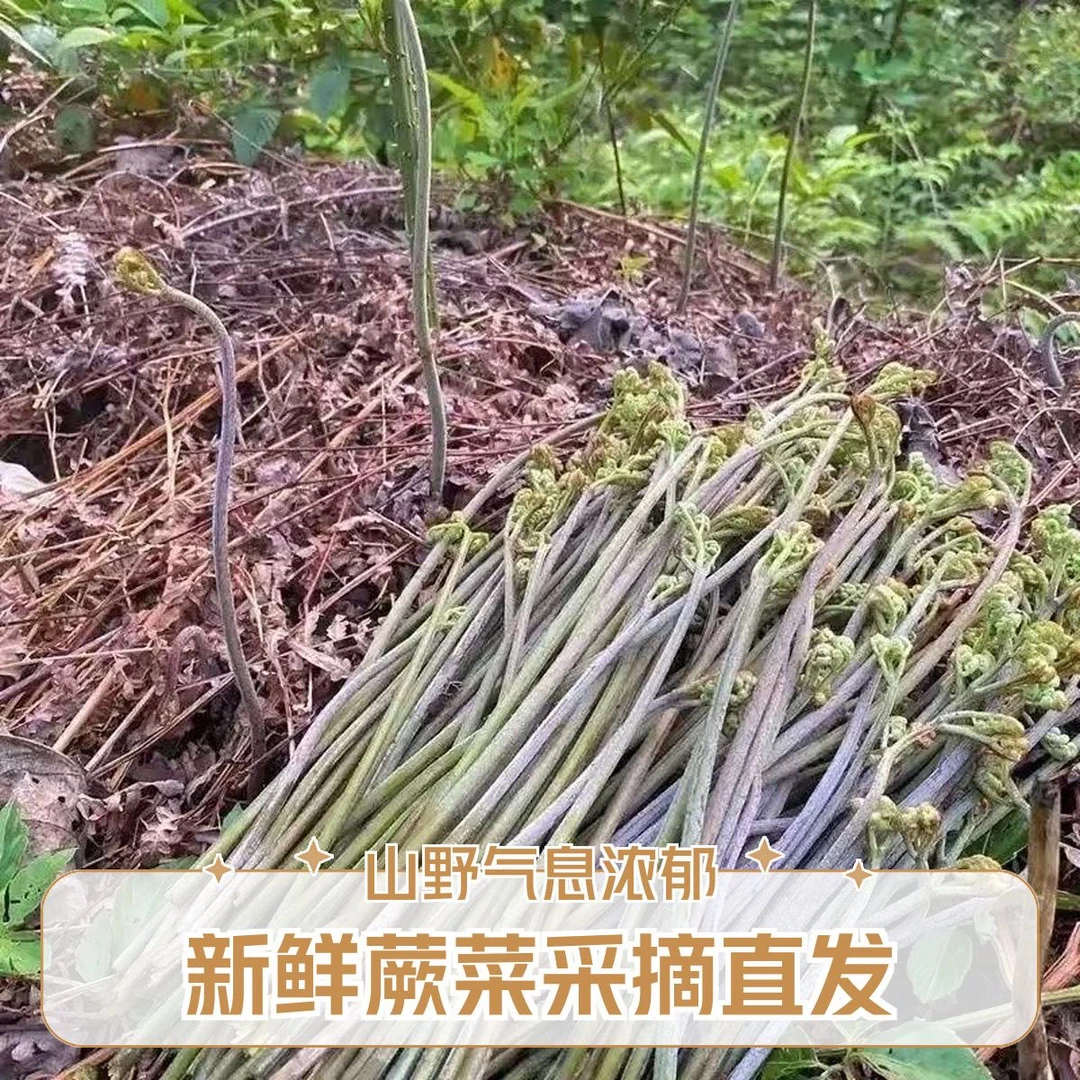 贵州特产天然野生新鲜蕨菜当季新鲜现摘农家野菜蔬菜龙爪菜蕨菜