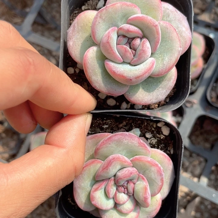 泡芙单头发2颗满18包邮