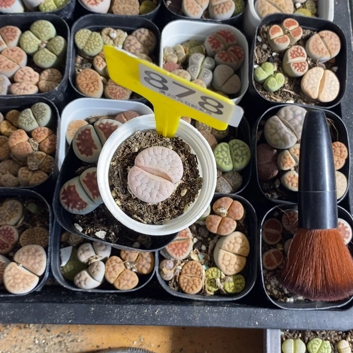 L***京生石花等植物的生长878