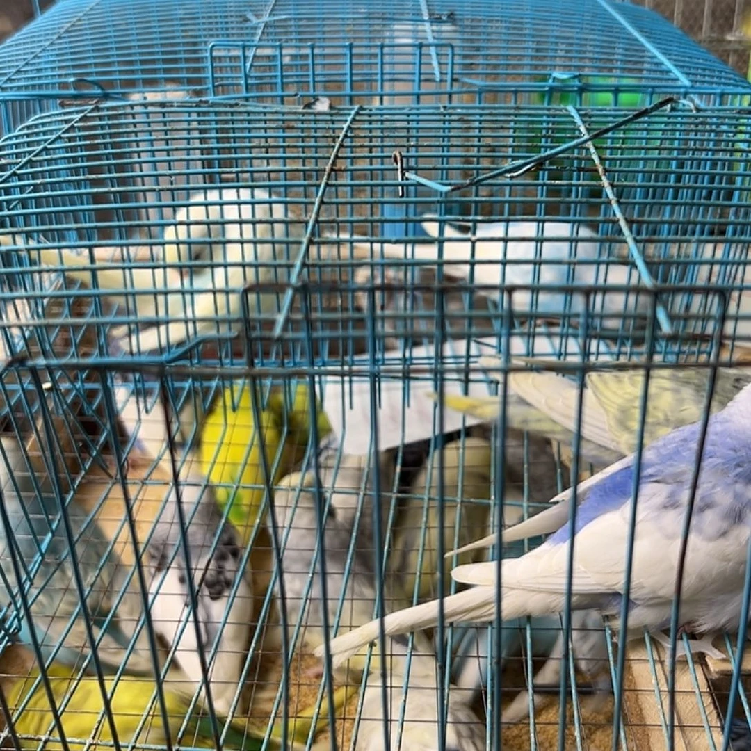 王***万虎皮鹦鹉特色大头1对