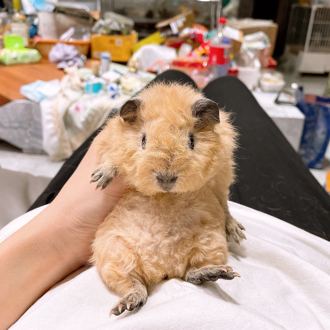 黄泰加妹妹荷兰猪豚鼠活体