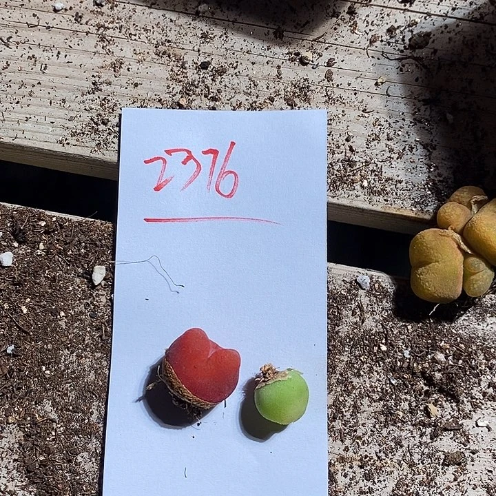 胖****）2376。    补拉登一颗。