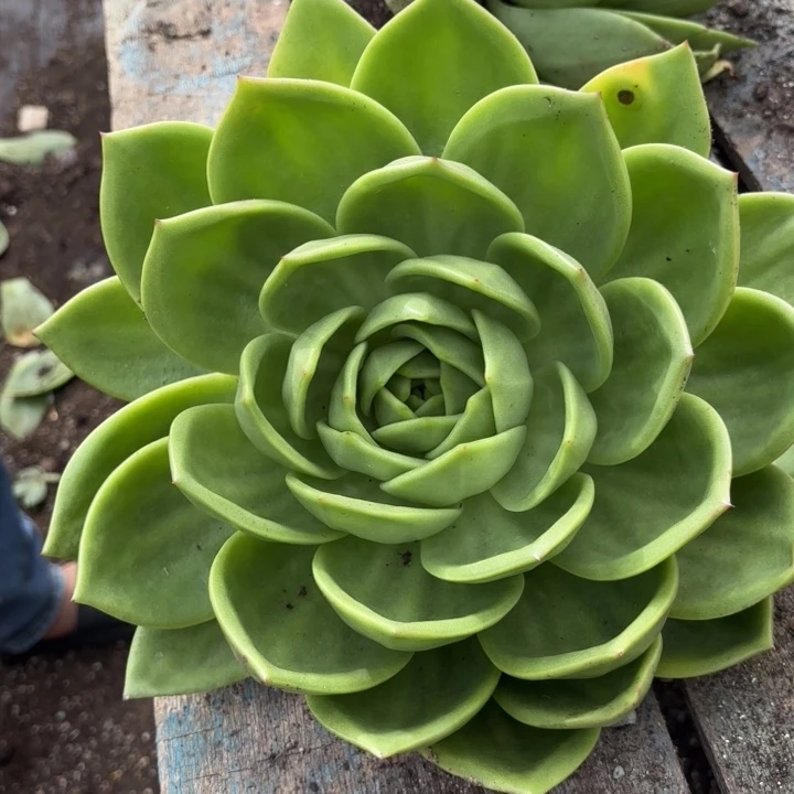翠花   30