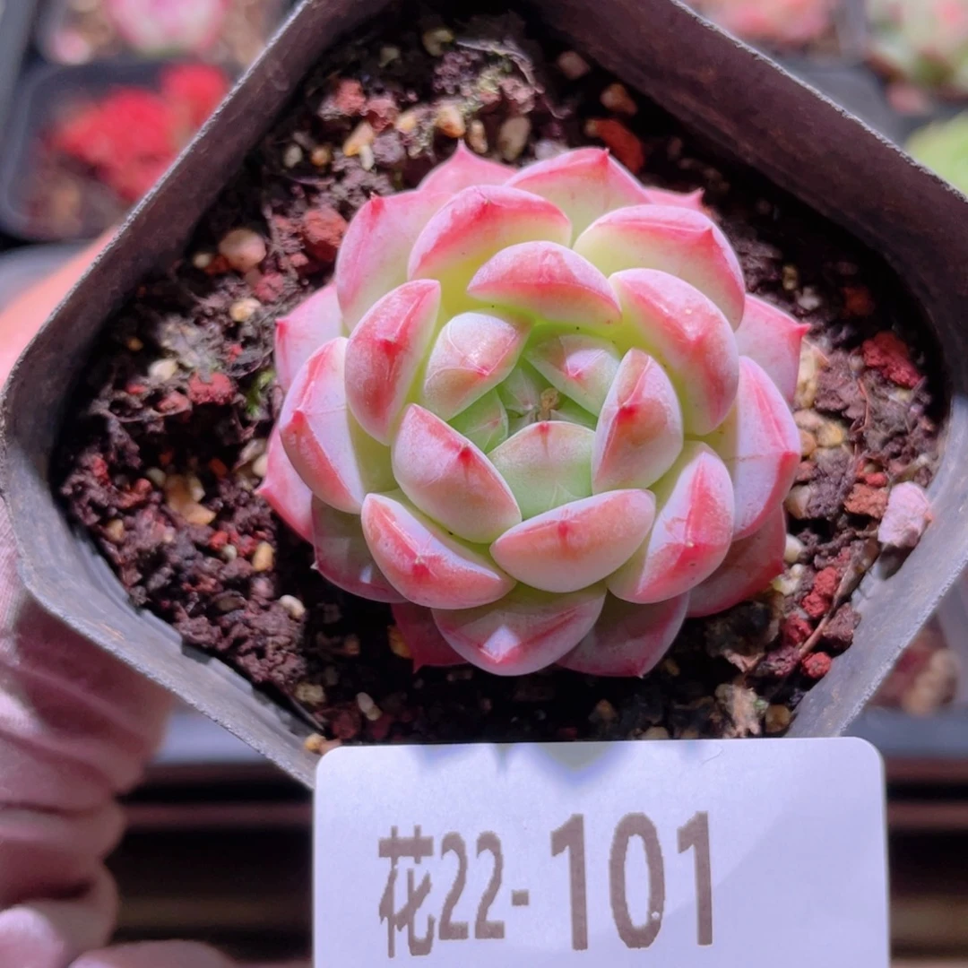 花利美22-101白桃汽水