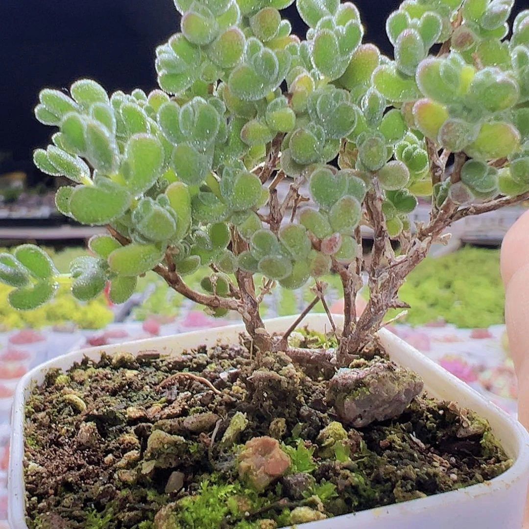 莱斯枝干19包邮多肉