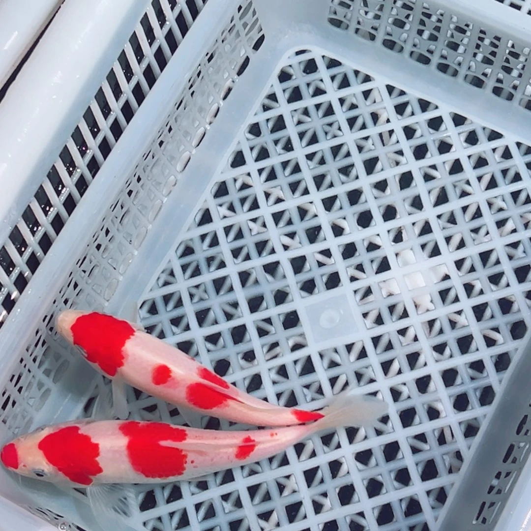 锦鲤锦鲤观赏鱼1111