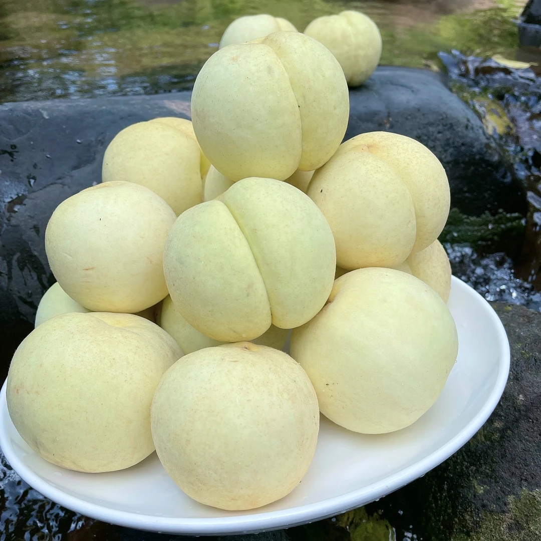 湖南怀化麻阳高山冬桃口感脆甜当季水果5/9斤包邮