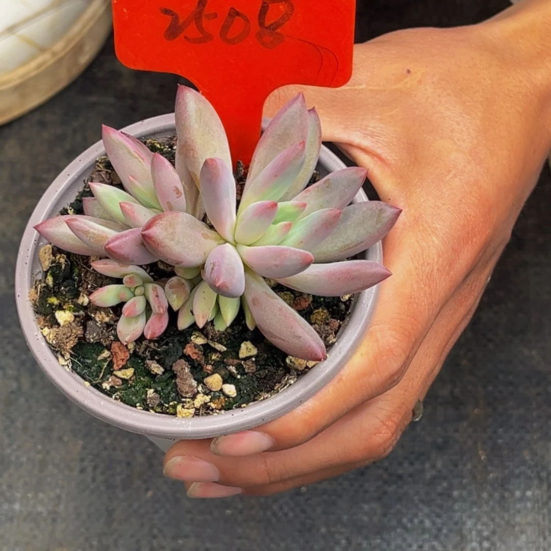 2508号上午多肉植物群生多肉植物