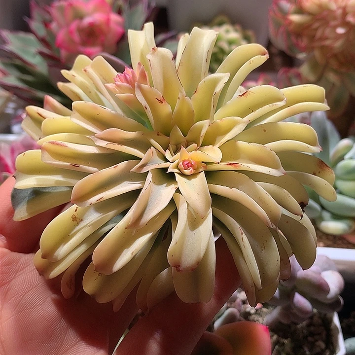 喷泉锦一半全锦叶