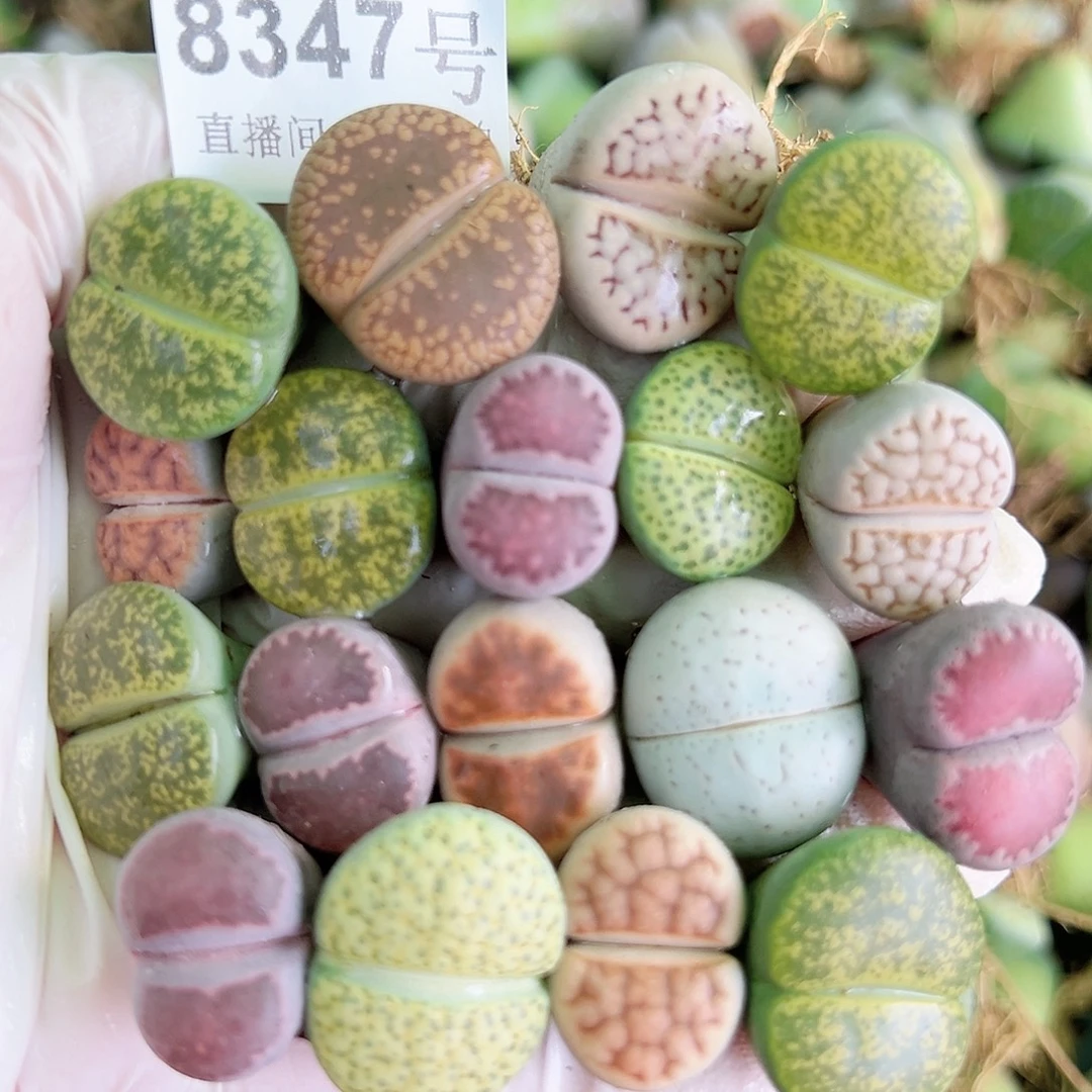 8347 好养易活生石花大母本18个