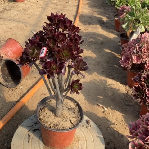 黑豆黑发一物一拍