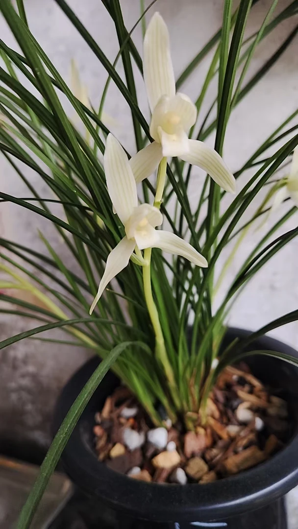 贵州本地兰花花香色美，颜色靓丽，香味纯正。5到7苗颜色随机发货。