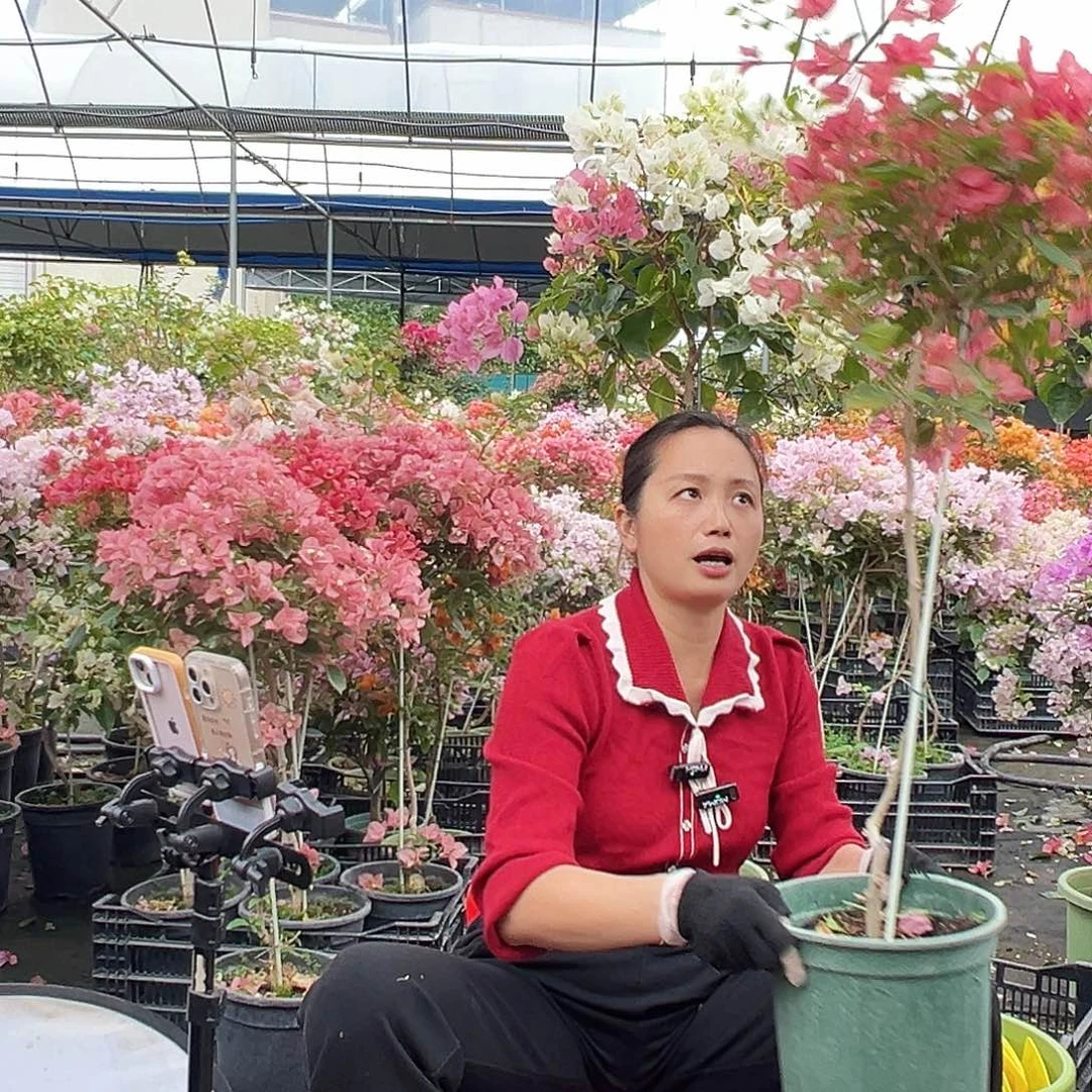 肉***艺大部分花苞少量开放B53橙桑巴