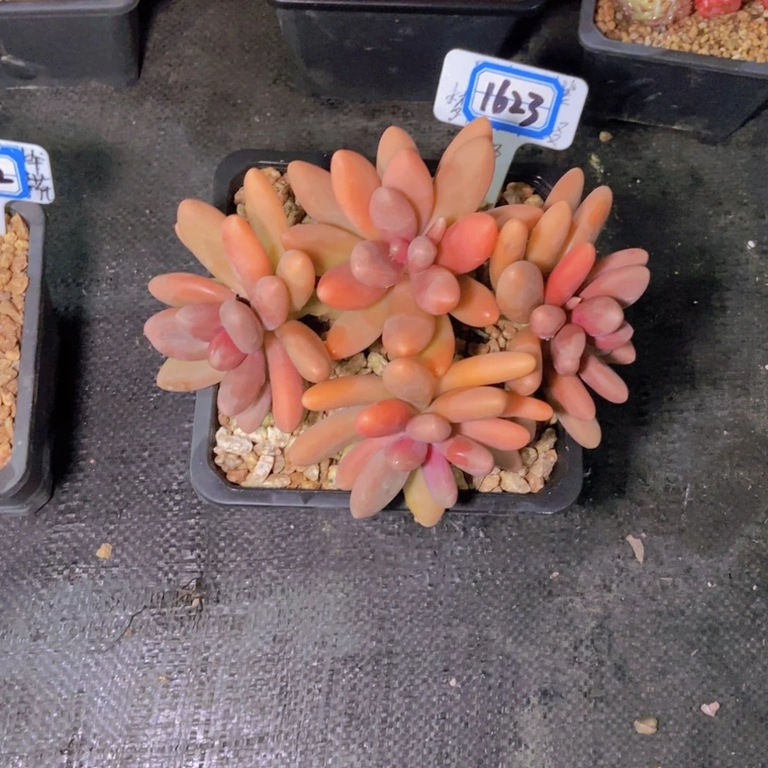 田***田1623糖果群一颗一