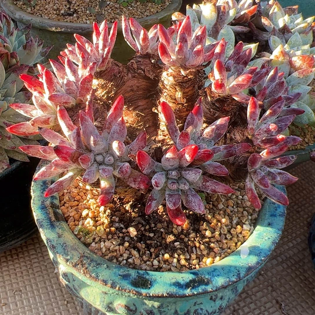 5009野生海瑟仙女杯