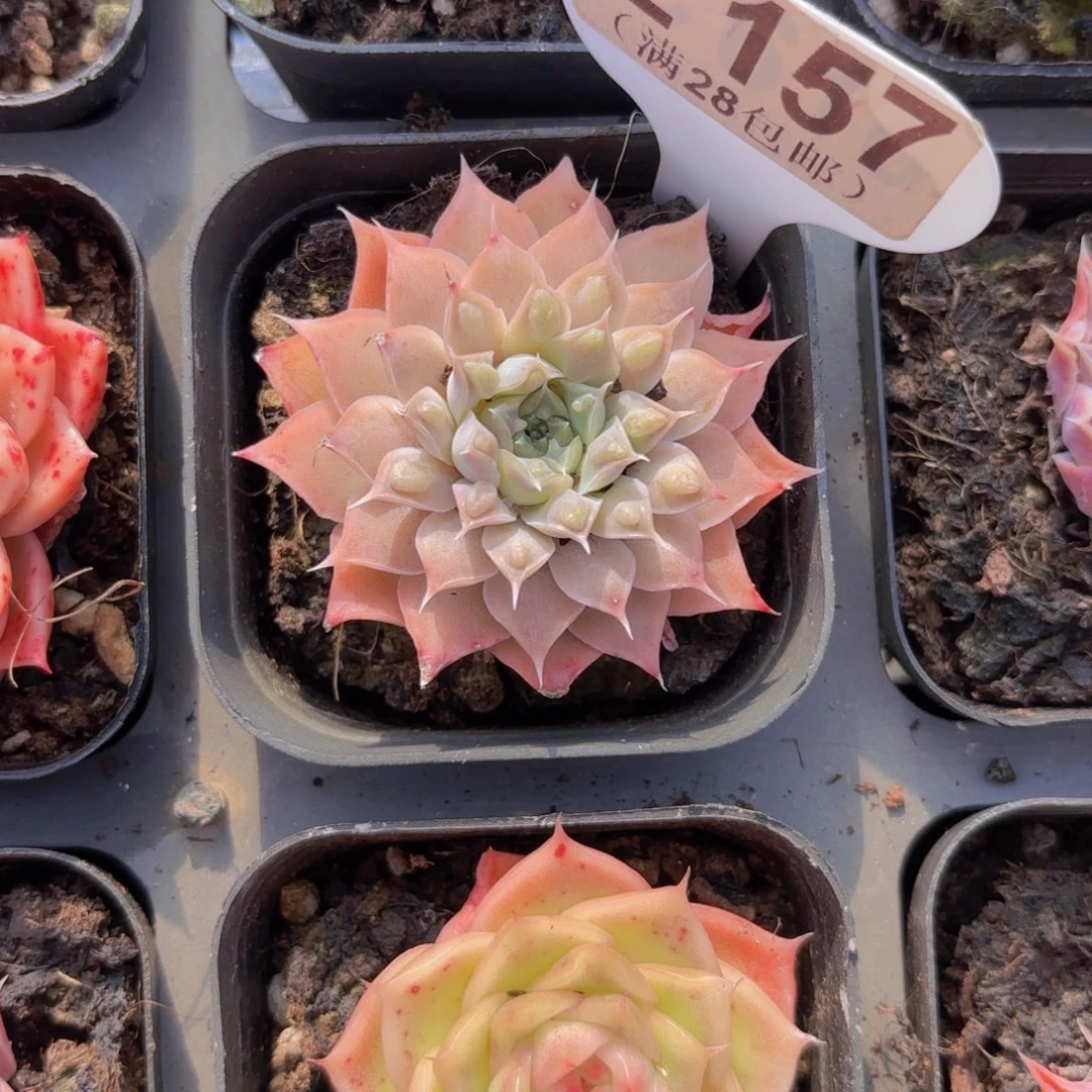 E157留财杂交一物一拍