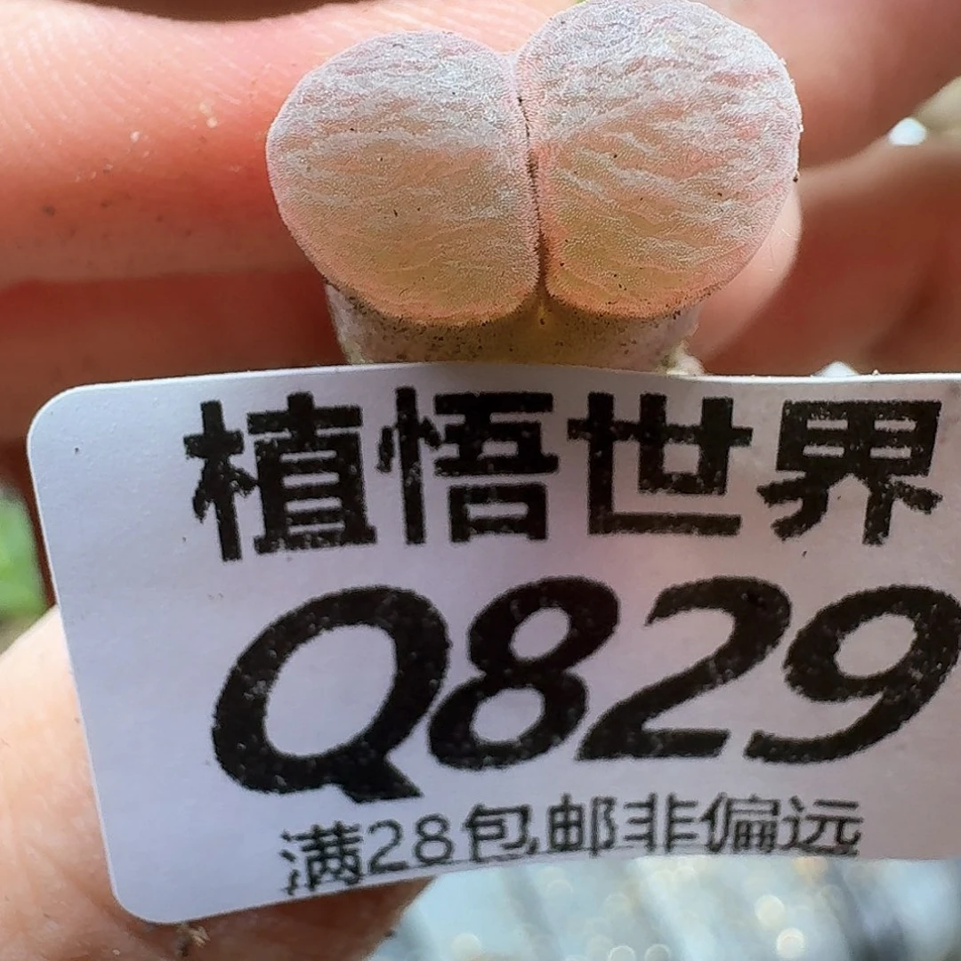 多肉植物的心心fvb