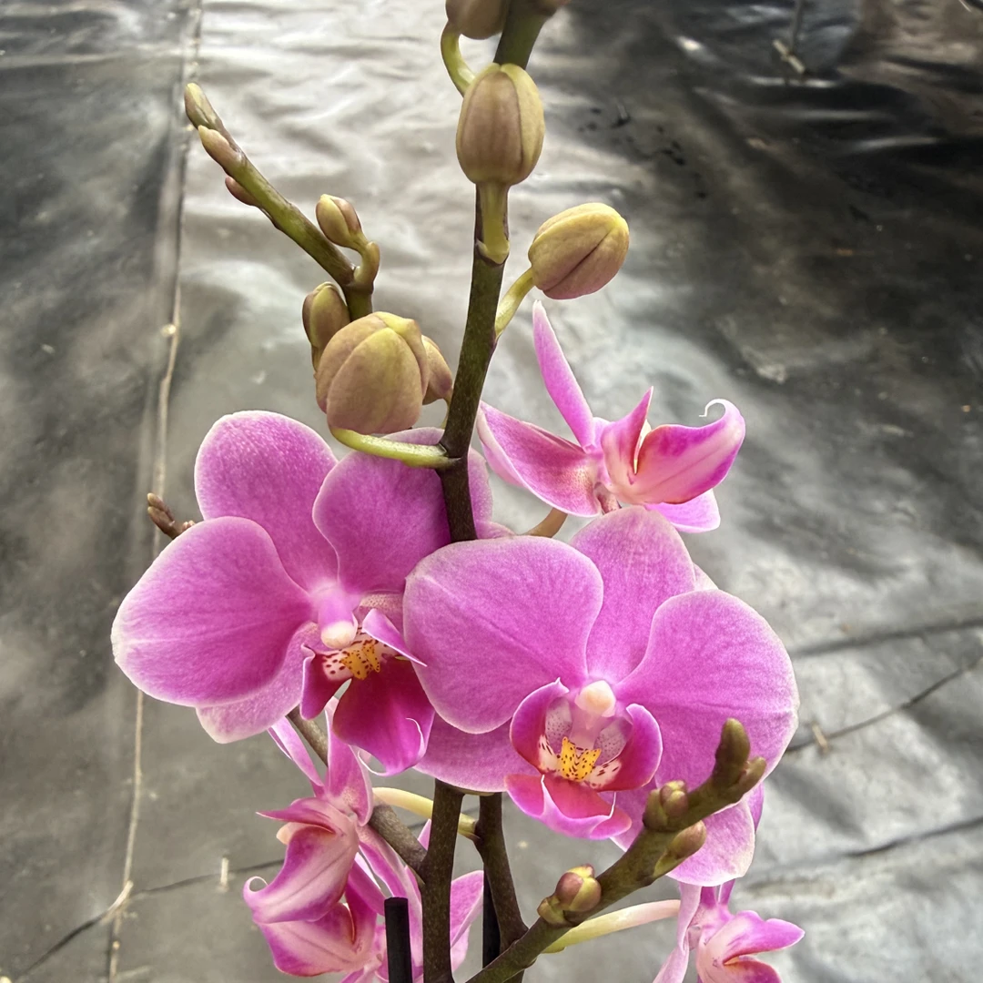 鲜花《浪漫满屋》蝴蝶兰云南源头产地直发