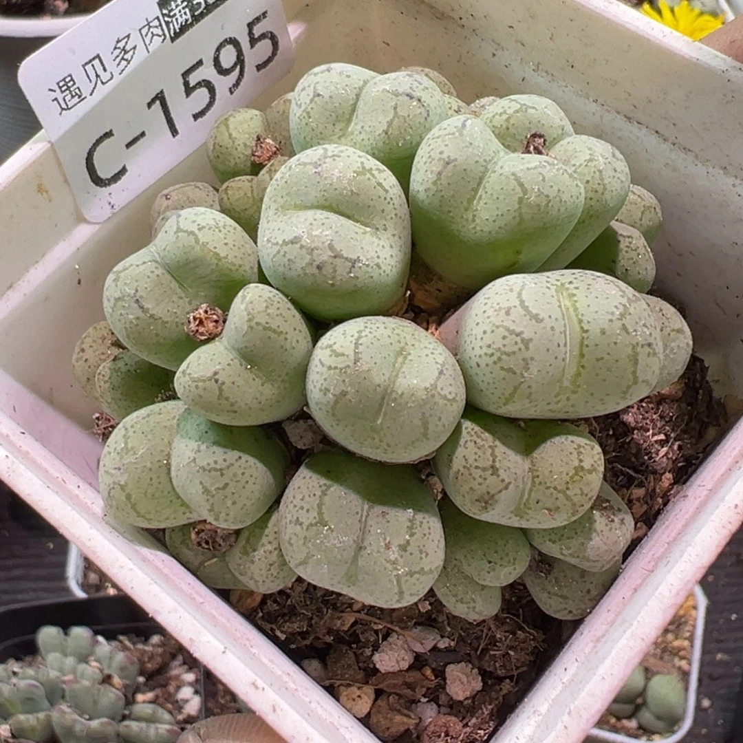 多肉植物1111111111111