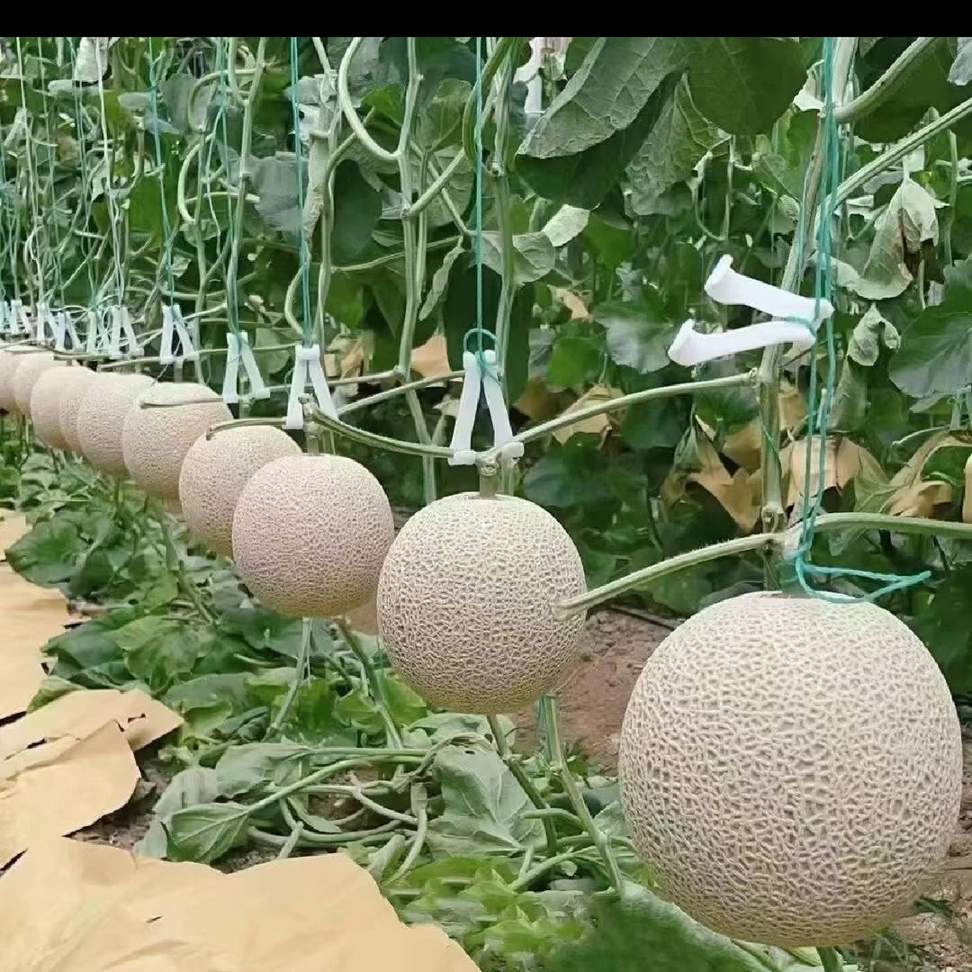 海南爱马仕玫珑蜜瓜香甜可口软糯多汁