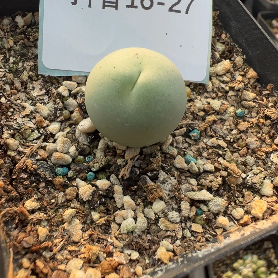 16-27肉锥多肉植物，